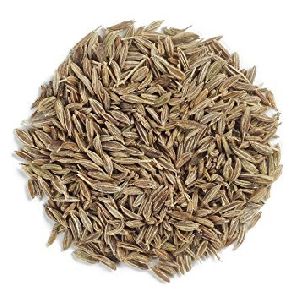 cumin-seeds-_looking For distributors